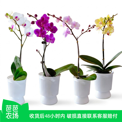 【芭芭农场】蝴蝶兰盆栽颜色随机发货