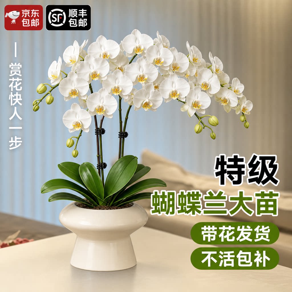 蝴蝶兰花苗带花苞盆栽专用花盆专用水苔专用盆栽带花特大号室内
