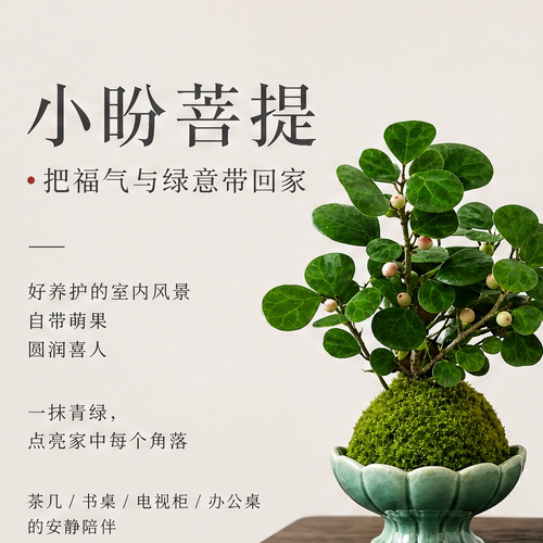 小盼菩提桌面绿植好养室内四季
