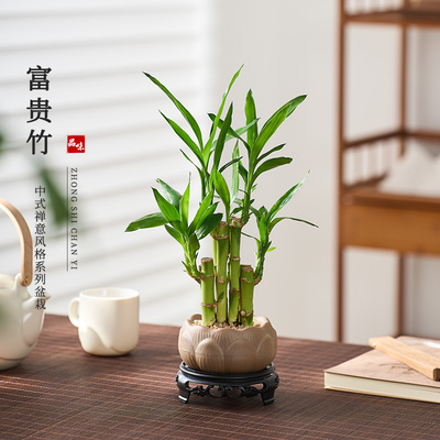 风水富贵竹植物客厅招财文昌竹盆栽中式盆景转运竹观音竹室内绿植
