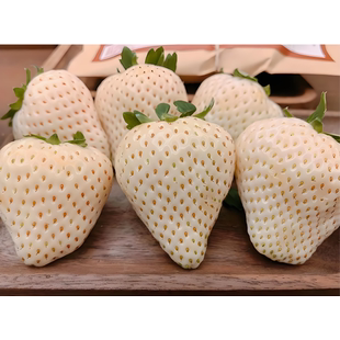【建德白露】凤梨奶香白草莓盆栽带果发货原盆原土基地直发包邮