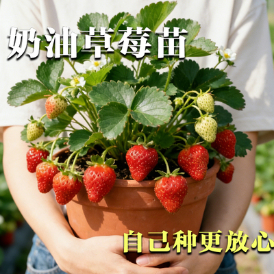 草莓盆栽阳台好养四季结果