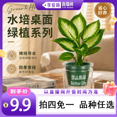 【李佳琦直播间全品类专场】桌面绿植盆栽情绪价值花卉办公室内