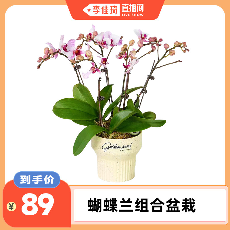 【李佳琦直播间】蝴蝶兰带花盆栽礼品花卉蝴蝶兰花苗带花苞