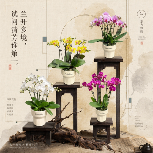 锦皓蝴蝶兰礼品花卉送礼精选