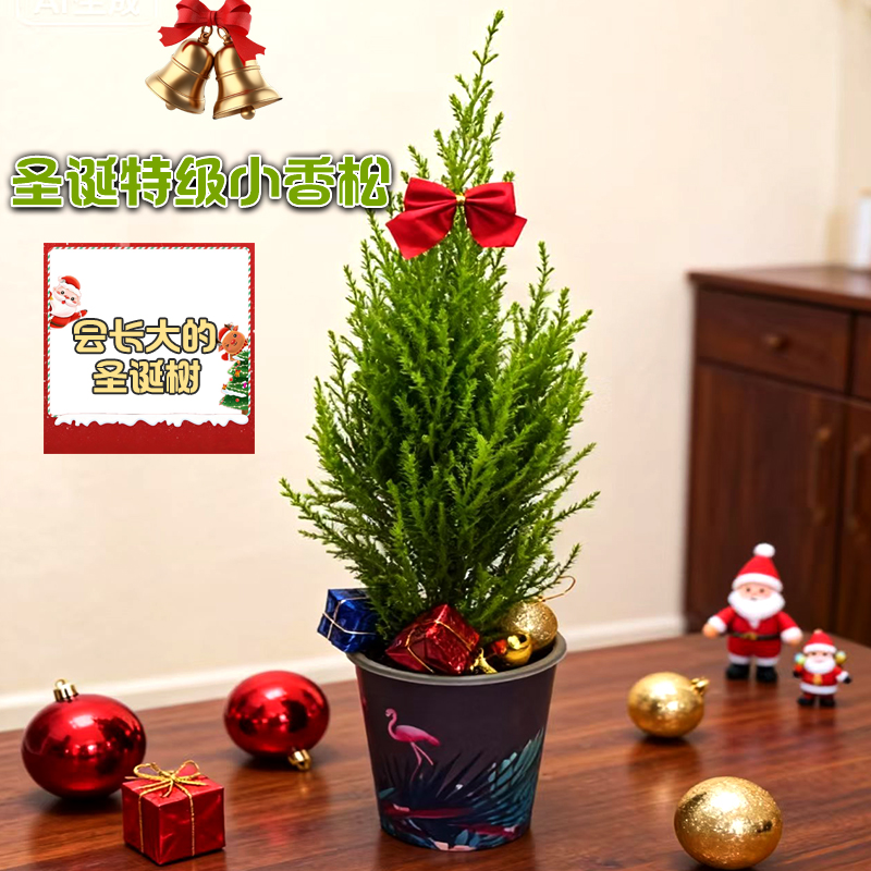 圣诞树小香松盆栽办公室内客厅桌面摆件盆景圣诞装饰植物圣诞礼物