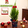 四季常青！圣诞装饰小香松桌面摆件