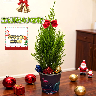 小香松圣诞树芳香造型耐阴易活