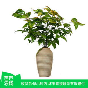 【芭芭农场】火焰南天竹盆景桌面耐寒植物花卉桌面绿植观叶植物