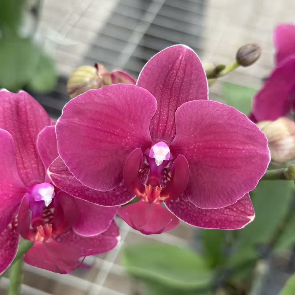 【蒙特勒】蝴蝶兰深紫红色办公室阳台绿植盆栽花卉全年开花兰花