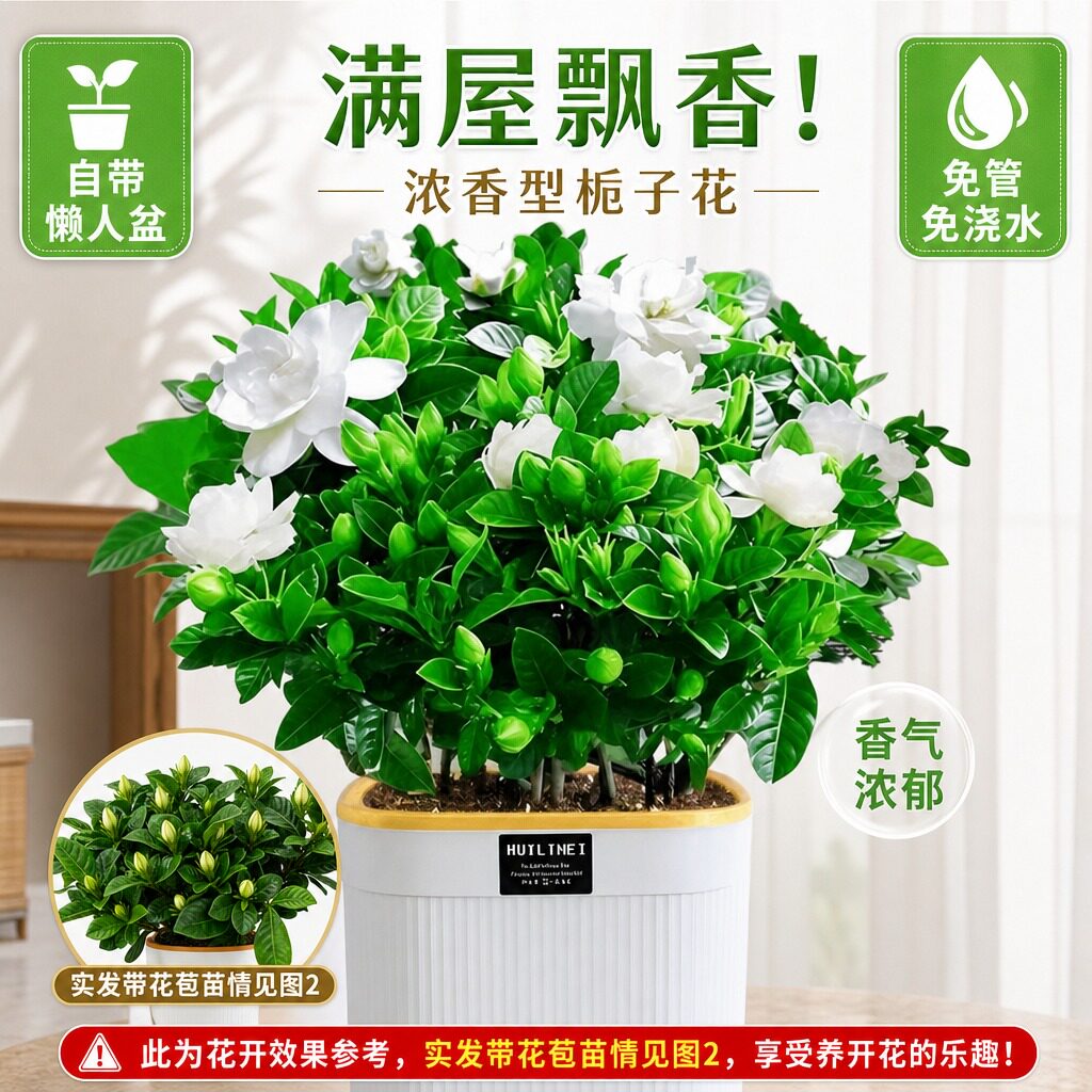 栀子花盆栽四季开花树苗鲜花绿植大叶鲜花水培苗老桩带花苞香味