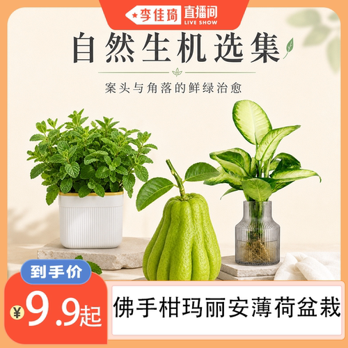 【李佳琦直播间】佛手柑挂饰玛丽安盆栽薄荷盆栽