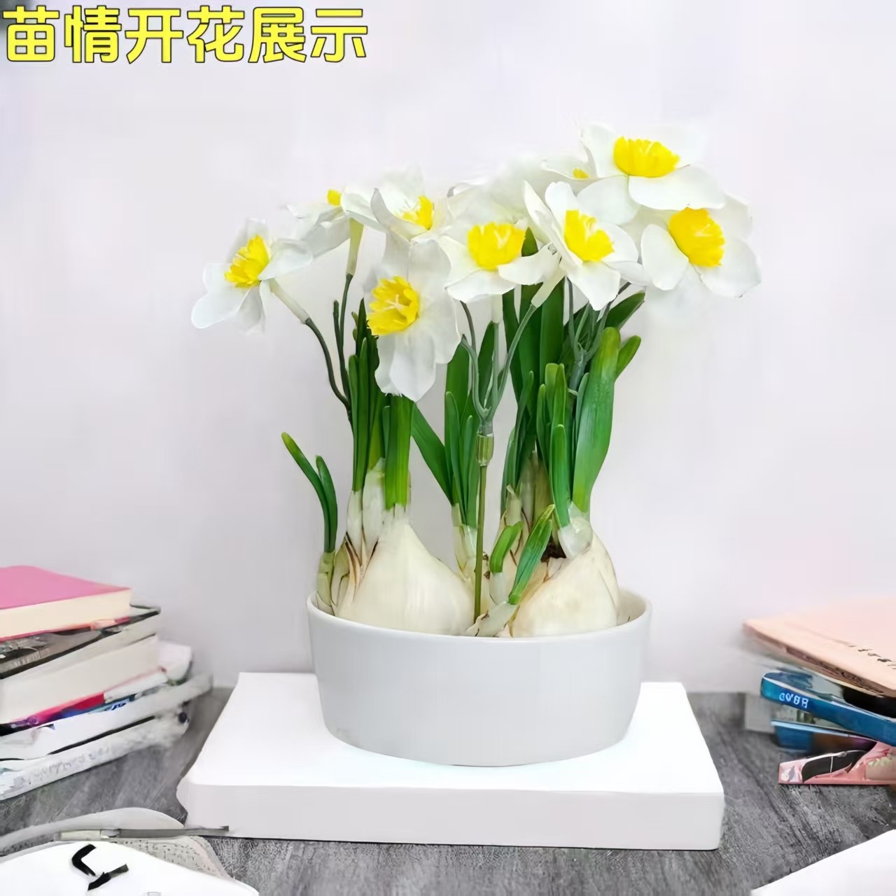 漳州重瓣水仙花盆栽水培植物水养种球花卉,鲜花速递/花卉仿真/绿植园艺,种苗/半成品盆栽,淘宝优惠券,粉丝福利购,淘宝优惠卷