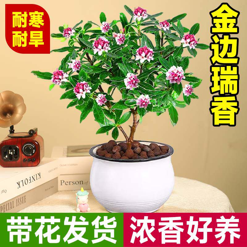 金边瑞香盆栽浓香型年宵花老桩大苗带花苞耐寒阳台花卉植物室内花
