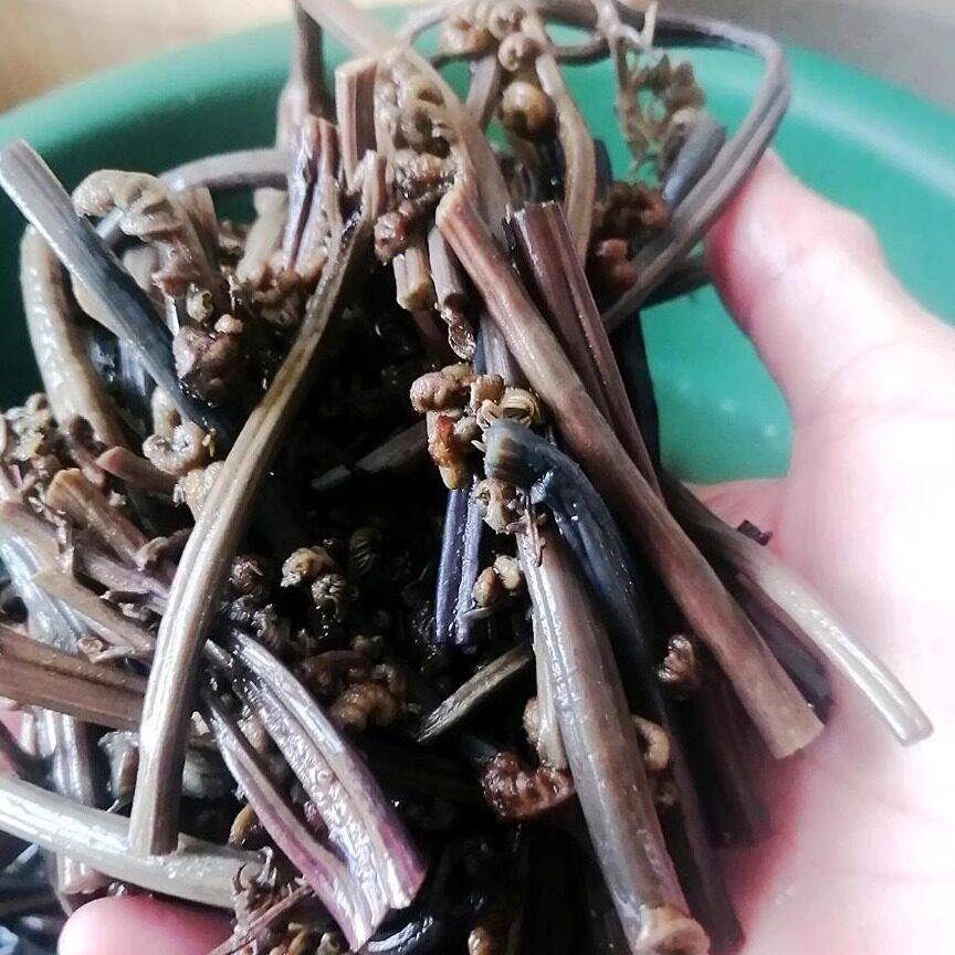 蕨菜干山野菜干蕨菜野生农家自制山蕨菜干货鲜嫩龙爪菜云南特产