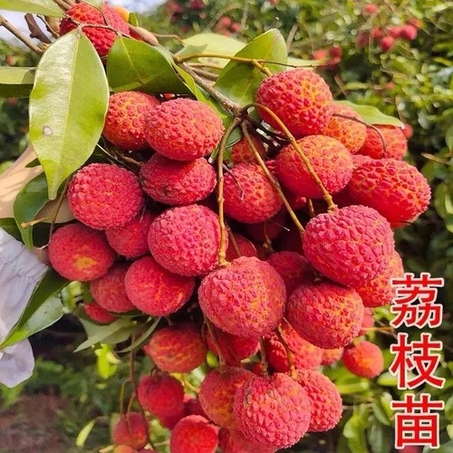 【正宗荔枝树苗】盆栽地栽阳台庭院南北方种植无核荔枝苗果树苗M