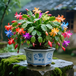 家庭香水味蟹爪兰盆栽重瓣花卉室内客厅阳台耐旱绿植四季开花多色