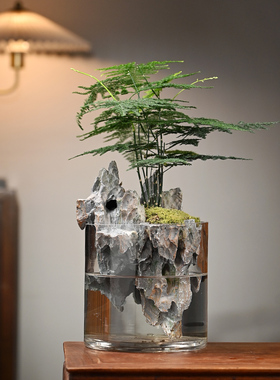 玄山桌面苔藓微景观造景植物生态瓶绿植盆栽玻璃室内盆景创意摆件