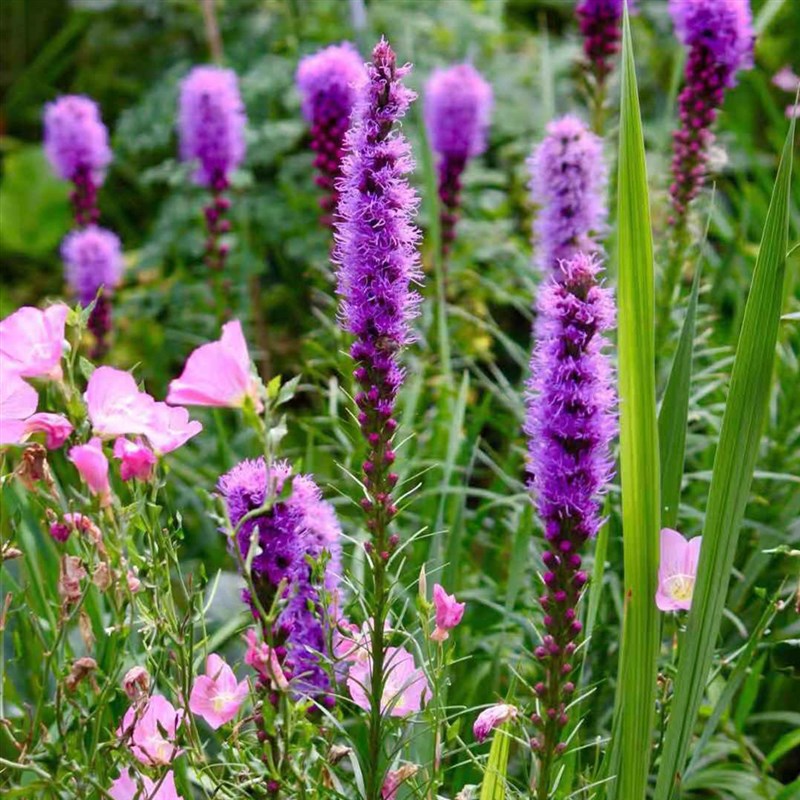 蛇鞭菊花苗多年生宿根花卉阳台庭院四季地被绿植工程绿化景观花海