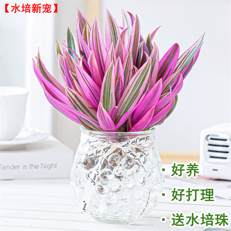 水培紫露兰盆栽吊兰植物室内绿植花卉客厅净化空气四季好养桌面花