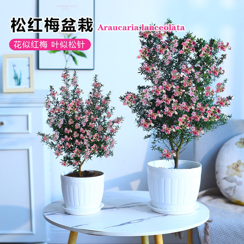 松红梅盆栽办公室内好养花卉耐寒绿植净化空气带花苞发货耐寒冬季