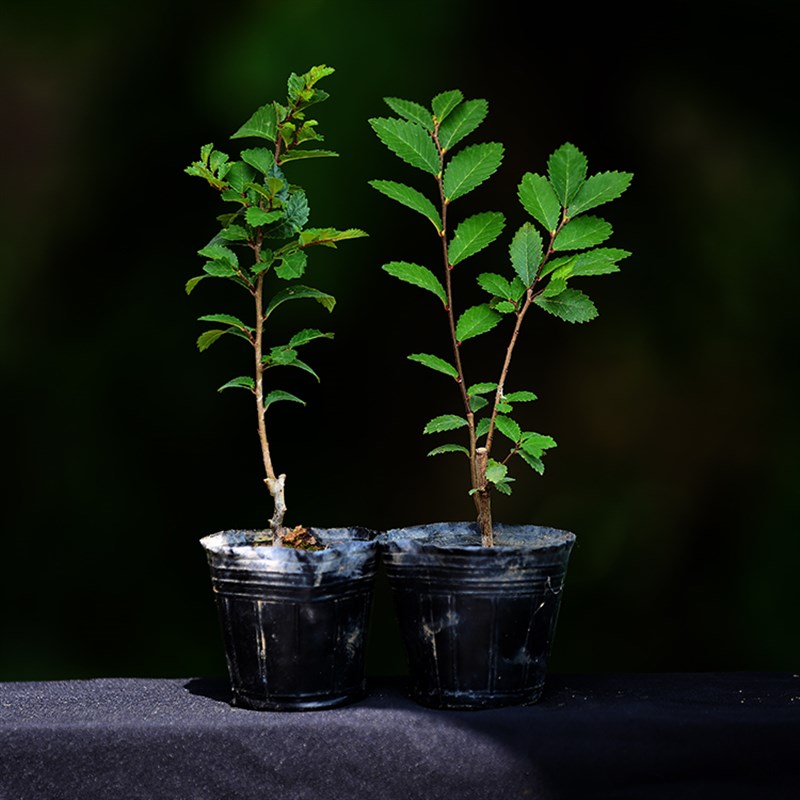 新品稀有进口荒皮榆榉扦插苗爆皮榆树小苗素材微型盆景造型苗
