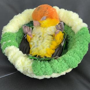 【鸡!你快到碗里来】迷你绿色毛绒鸟窝玄凤虎皮牡丹鹦鹉站杆保暖