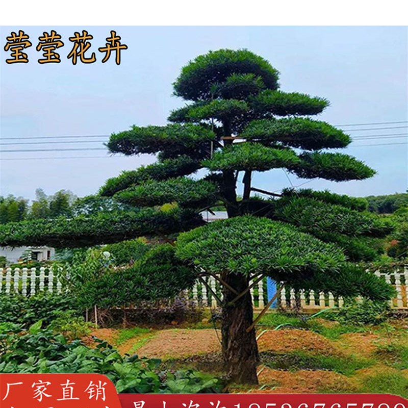 罗汉松地载定型老桩名贵盆景矮霸造型黑松别墅庭院大树型树桩真树