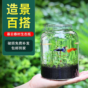 生态瓶微景观暮云春树生态鱼瓶水族宠物活体专用缸桌面免打理