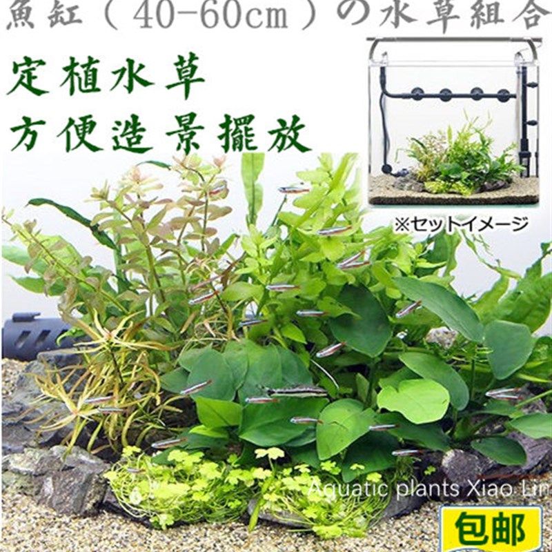 新手入门生态鱼缸真水草组合套餐鱼缸造景水族箱装饰活体
