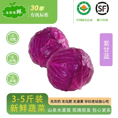 (顺丰冷链)紫甘蓝新鲜有机蔬菜现摘现发自种紫甘蓝高原夏菜辅食