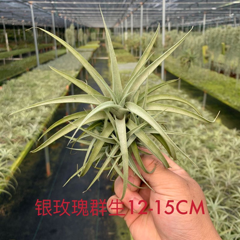不梨不弃空气凤梨 中高端稀有品种合集花卉悬挂无土植物盆栽绿植