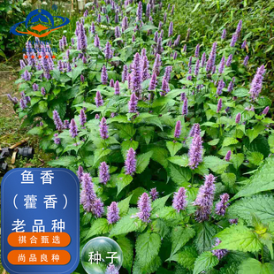 大鱼香种子调味藿香种子盆栽薄荷霍香五香叶小鱼香种子阳台庭院蔬