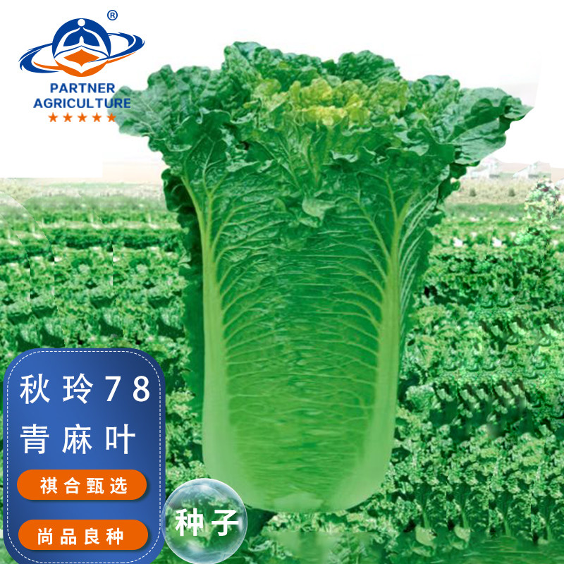 云南青麻叶大白菜种子秋冬直筒