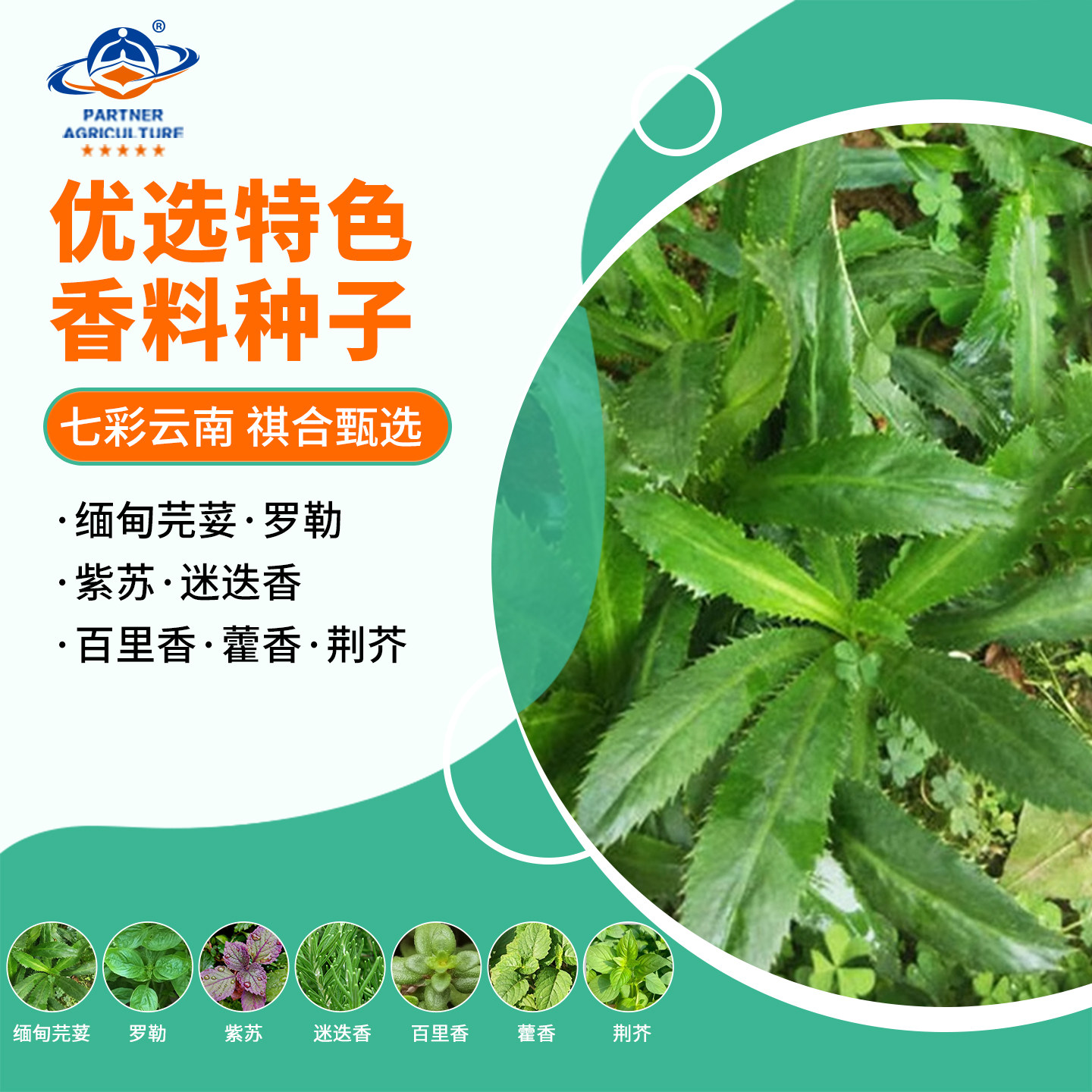 七彩云南冰菜鱼香蔬菜种子组合图片