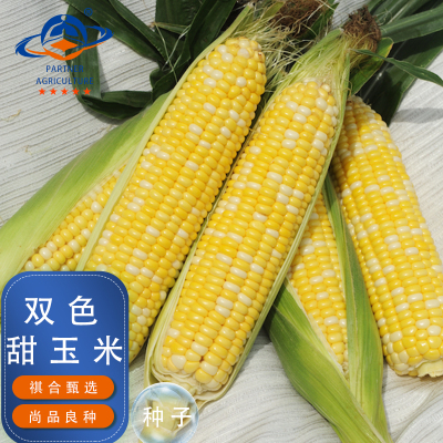 云南双色水果玉米种子四季播