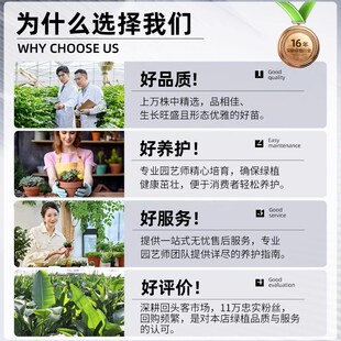 爱优尚大叶绿萝柱盆栽客厅大型绿植办公室内除甲醛净化空气绿箩