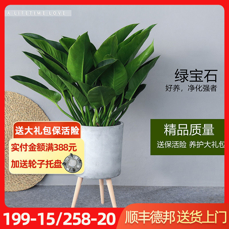 金钻盆栽包邮 绿钻绿宝石红宝石办公室内绿植清新空气植物花卉
