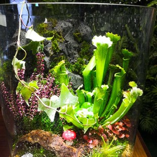 新奇趣味食虫植物生态瓶景捕蝇草猪笼草客厅办公室内桌面微景观