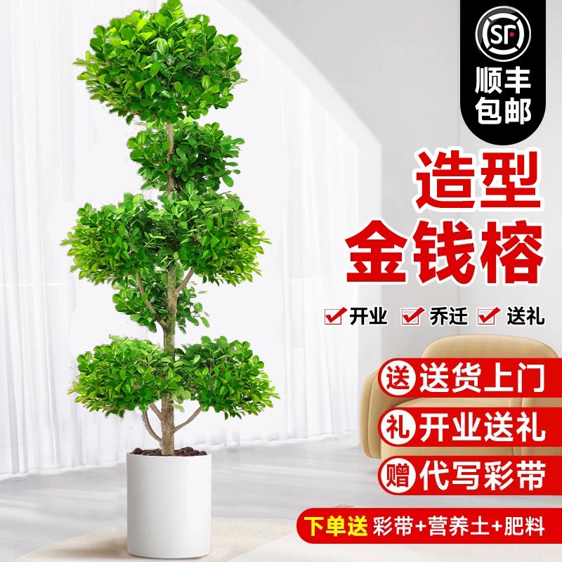 摇钱树客厅大型金钱榕绿植室内盆栽发财树盆景办公室开业造型植物