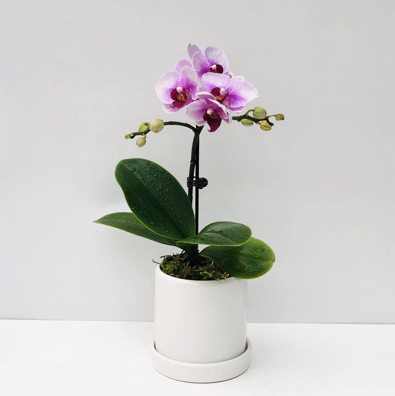 蝴蝶兰带花盆栽办公桌阳台客厅书房美观干净容易好养广州现货包邮