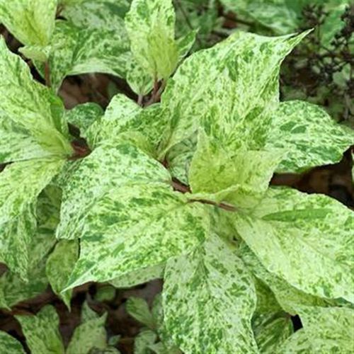 园也花叶圆锥绣球夏雪安娜 欧洲木绣球玫瑰盆栽植物庭院阳台花卉