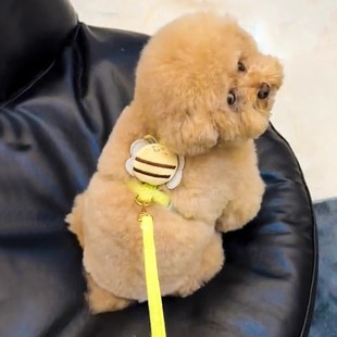 狗狗牵引绳外出专用防挣脱狗链子宠物泰迪比熊猫咪小型幼犬遛狗绳