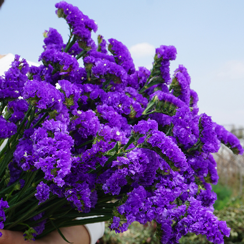 家庭简约家居卧室勿忘我干花y云南花束真花家居客厅摆设装饰插花