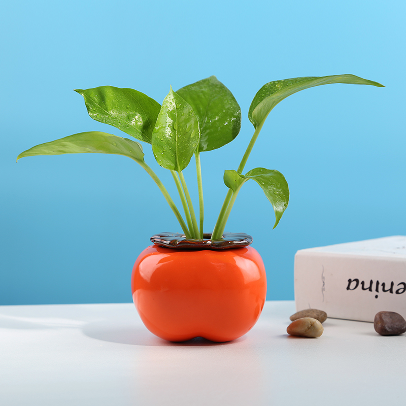 柿子创意绿萝水培花瓶器r皿插花水养花盆容器桌面装饰摆件铜钱草