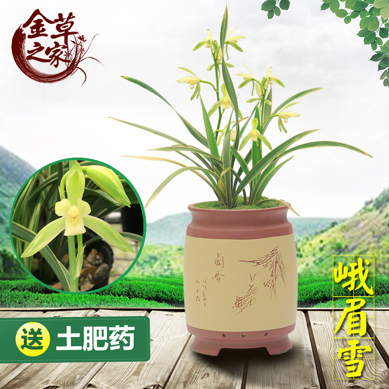 兰花苗 a峨眉雪 建兰四季兰矮种花艺双全金边线艺浓香 夏季带花苞