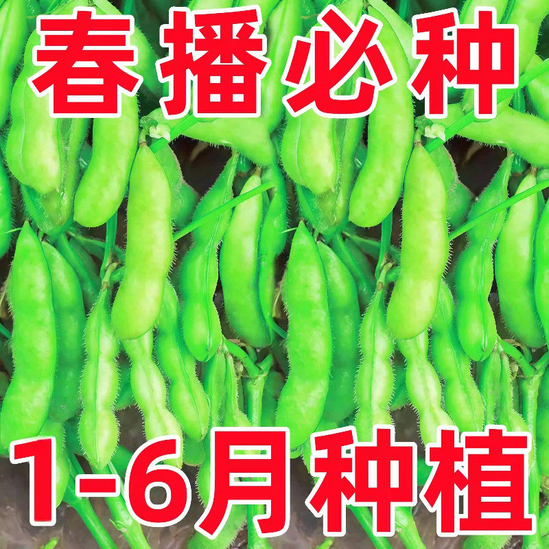 早熟毛豆种籽黄豆大全早高产菜毛豆特大青大豆四季夏季蔬菜种子孑