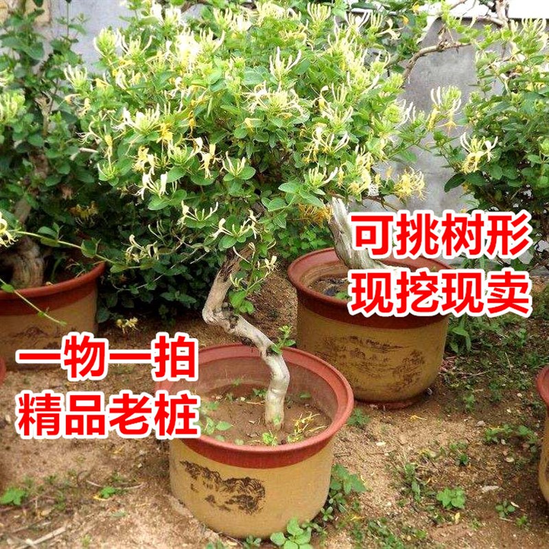 一物一拍四季金银花树桩盆栽矮霸盆景老桩耐寒耐旱阳台庭院好养活