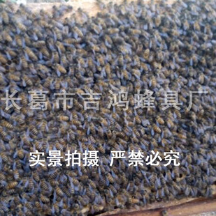 大房眼中蜂巢础 模拟自然房眼尺寸特制巢础养蜂工具吉鸿新品