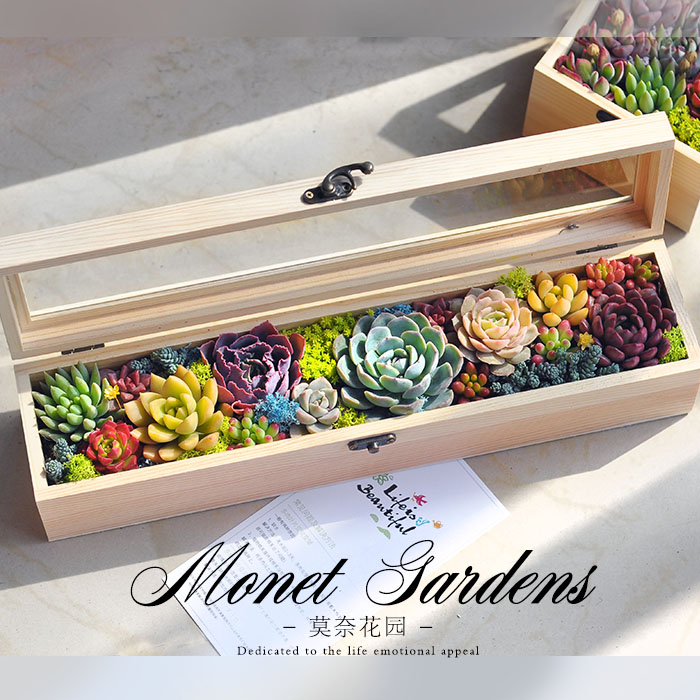 多肉礼盒多肉植物组合盆栽女神节礼物多肉组合盆栽套装种好成品